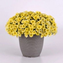 Петхоа Caliburst Yellow (большой пакет)