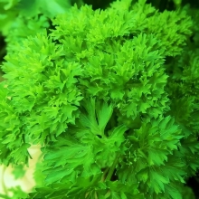 Петрушка Эсмеральда кудрявая