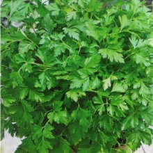 Петрушка Русское застолье (листовая)