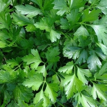 Петрушка Универсал (листовая)