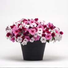 Петуния Изи Вейв F1 Вери Валентайн смесь