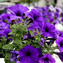 Петуния Альдерман