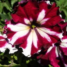 Петуния Арлекин Бургунди F1