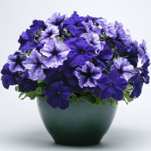 Петуния Плезантли Блю F1 смесь