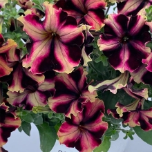 Петуния Кан Кан Бургунди Еллоу F1