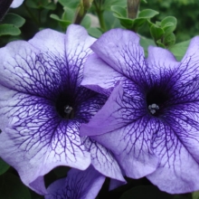 Петуния Дэдди Блю