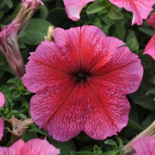 Петуния Дэдди Ред