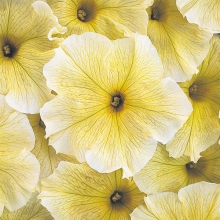 Петуния Дивка Береника F1