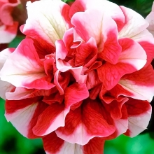 Петуния Дуо F1 Красно-белый