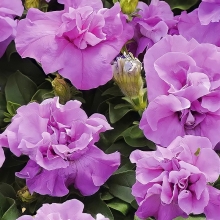 Петуния Дуо Лавандовый F1