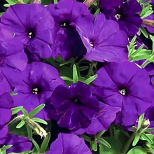 Петуния Фалкон Блу F1