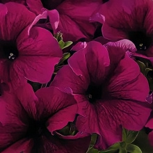 Петуния Аладдин F1 Бордовая (Семена Профи)