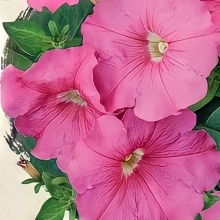 Петуния Игл Малиновая F1