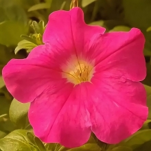 Петуния Игл Роуз F1