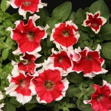 Петуния Хулахуп красный F1