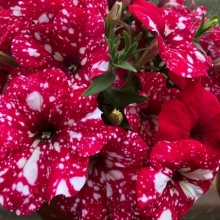 Петуния Млечный путь F1 Ред