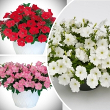 Петуния Пендолино F1 смесь