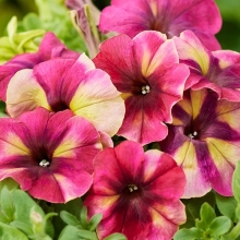 Петуния Шейк Распберри