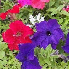 Петуния Вера