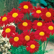 Пиретрум Робинзона Комедиант