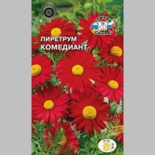 Пиретрум Робинзона Комедиант