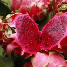 Питахайя Сердце Дракона Красное (большой пакет)