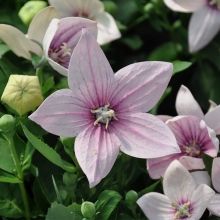 Платикодон Спаркл Пинк