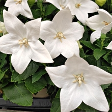 Платикодон Спаркл Вайт