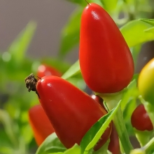 Перец Подросток (декоративный)