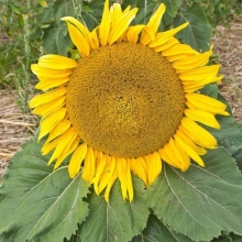 Подсолнечник Лакомка