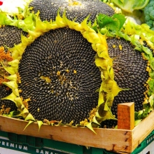 Подсолнечник Кондитерский