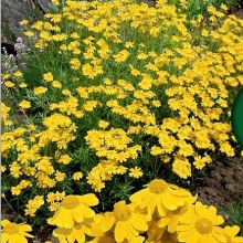 Эриофиллум Пойнт