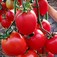 Томат Покрасневшая невеста F1