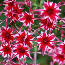 Флокс Попстарс F1 красный