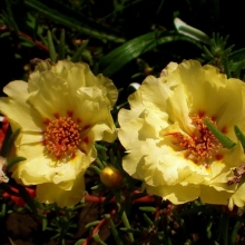 Портулак Солнечный