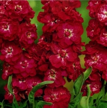 Левкой Дюймовочка Красный