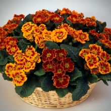 Примула Магия F1 смесь