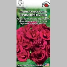 Примула Примлет Пурпл