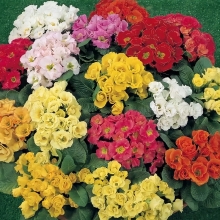Примула Розанна F1 махровая смесь
