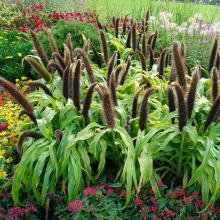 Просо Африкан Жаде Принцесс