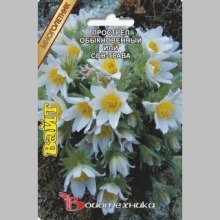 Прострел обыкновенный или сон-трава Вайт