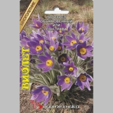 Прострел обыкновенный или сон-трава Виолет