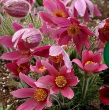 Прострел обыкновенный или сон-трава Рэд