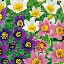 Прострел Сон-трава смесь