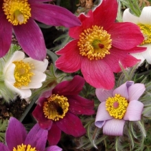 Прострел Беллс смесь