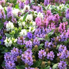 Прунелла Земфира смесь цветов