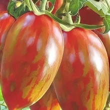 Томат Птичка-невеличка