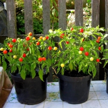 Перец Пупсик (большой пакет)