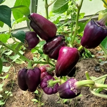 Перец Пурпурный бык