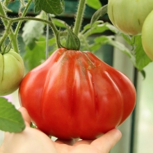 Томат Пузата хата
